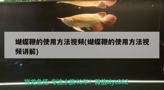 蝴蝶鞭的使用方法視頻(蝴蝶鞭的使用方法視頻講解) 蝴蝶鯉