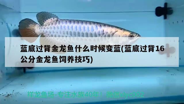 藍(lán)底過(guò)背金龍魚(yú)什么時(shí)候變藍(lán)(藍(lán)底過(guò)背16公分金龍魚(yú)飼養(yǎng)技巧)