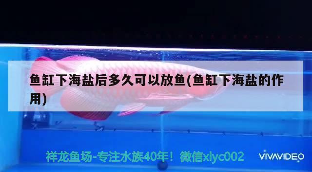 魚缸下海鹽后多久可以放魚(魚缸下海鹽的作用) 錦鯉池魚池建設(shè)