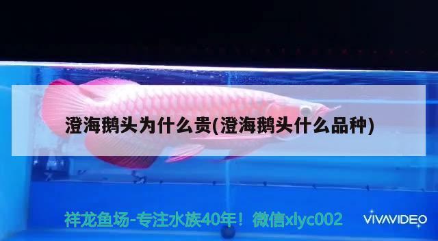 澄海鵝頭為什么貴(澄海鵝頭什么品種) 觀賞魚 第2張