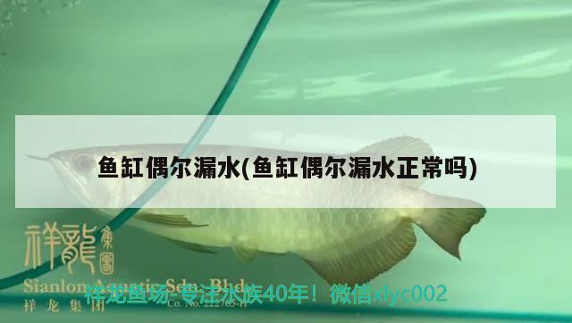 魚缸偶爾漏水(魚缸偶爾漏水正常嗎) 三間鼠魚