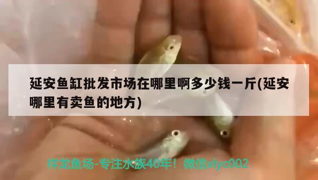 延安魚缸批發(fā)市場在哪里啊多少錢一斤(延安哪里有賣魚的地方) 祥龍魚場品牌產(chǎn)品