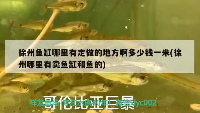 徐州魚缸哪里有定做的地方啊多少錢一米(徐州哪里有賣魚缸和魚的) 紅老虎魚