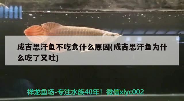 成吉思汗魚不吃食什么原因(成吉思汗魚為什么吃了又吐)