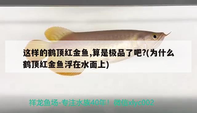 這樣的鶴頂紅金魚,算是極品了吧?(為什么鶴頂紅金魚浮在水面上)