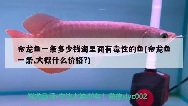 金龍魚一條多少錢海里面有毒性的魚(金龍魚一條,大概什么價(jià)格?) 觀賞魚