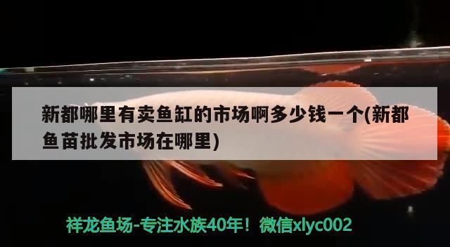 新都哪里有賣魚缸的市場啊多少錢一個(新都魚苗批發(fā)市場在哪里) 馬拉莫寶石魚