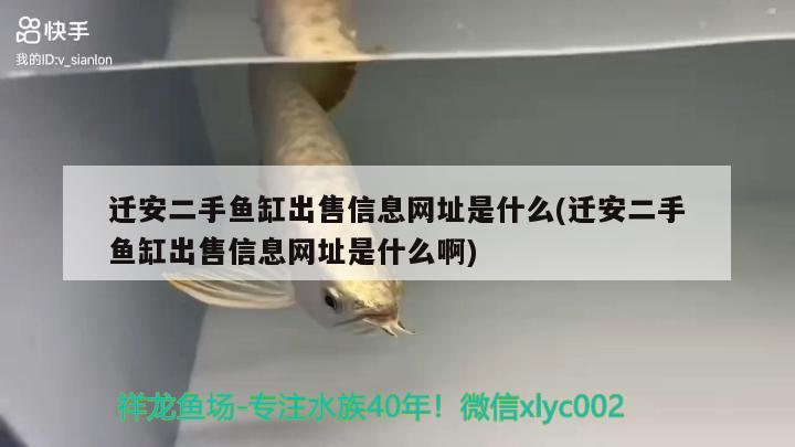 遷安二手魚缸出售信息網(wǎng)址是什么(遷安二手魚缸出售信息網(wǎng)址是什么啊)