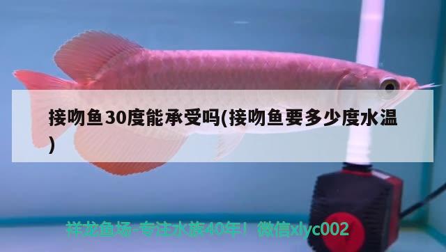 接吻魚30度能承受嗎(接吻魚要多少度水溫)