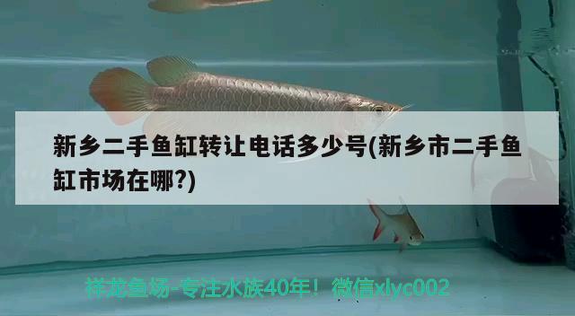 新鄉(xiāng)二手魚缸轉(zhuǎn)讓電話多少號(新鄉(xiāng)市二手魚缸市場在哪?) 黃金達(dá)摩魚