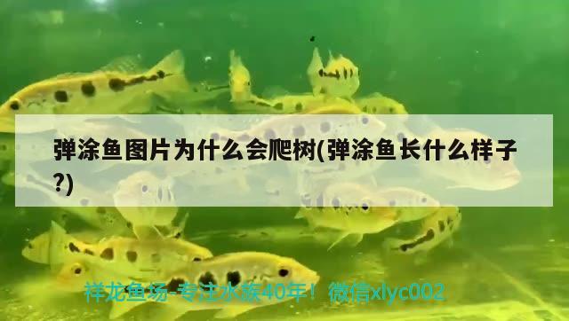 彈涂魚圖片為什么會爬樹(彈涂魚長什么樣子?) 觀賞魚