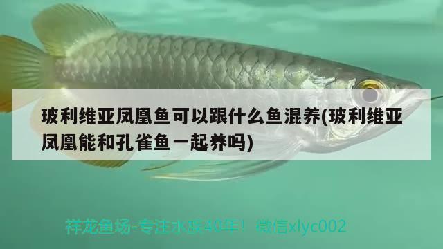 玻利維亞鳳凰魚可以跟什么魚混養(yǎng)(玻利維亞鳳凰能和孔雀魚一起養(yǎng)嗎)