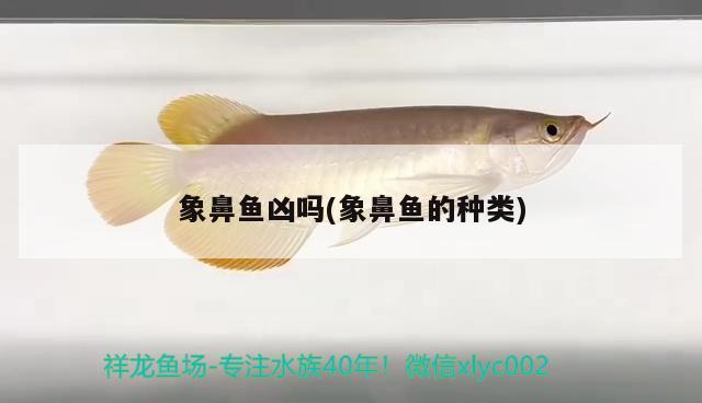 象鼻魚兇嗎(象鼻魚的種類) 觀賞魚