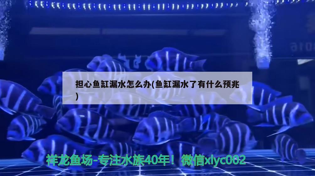 擔心魚缸漏水怎么辦(魚缸漏水了有什么預兆)