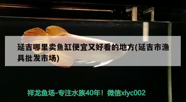 延吉哪里賣魚缸便宜又好看的地方(延吉市漁具批發(fā)市場) 黑影道人魚