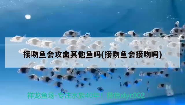 接吻魚會攻擊其他魚嗎(接吻魚會接吻嗎)