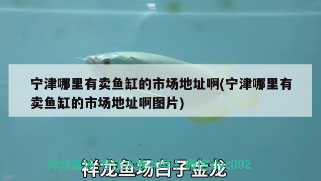 寧津哪里有賣魚缸的市場地址啊(寧津哪里有賣魚缸的市場地址啊圖片) 白子黑帝王魟魚