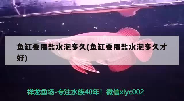 魚缸要用鹽水泡多久(魚缸要用鹽水泡多久才好) 黑金魟魚 第1張