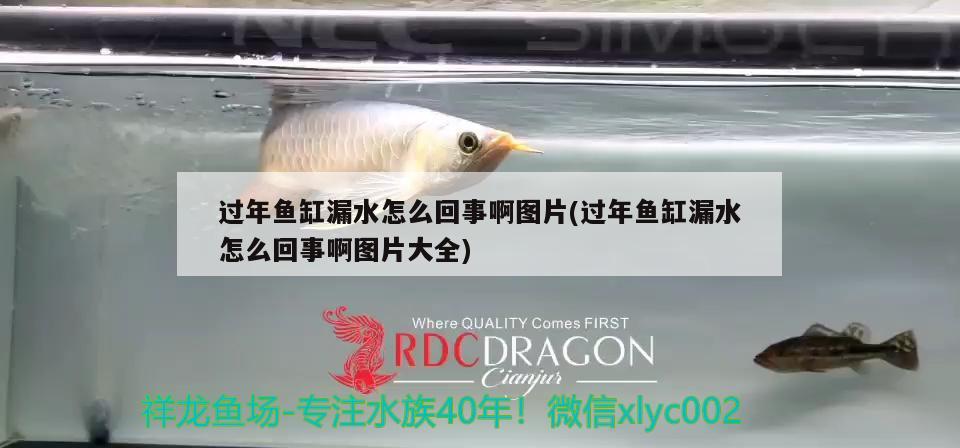 過(guò)年魚(yú)缸漏水怎么回事啊圖片(過(guò)年魚(yú)缸漏水怎么回事啊圖片大全) 刀魚(yú)魚(yú)