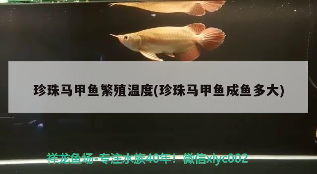 珍珠馬甲魚(yú)繁殖溫度(珍珠馬甲魚(yú)成魚(yú)多大) 觀賞魚(yú)