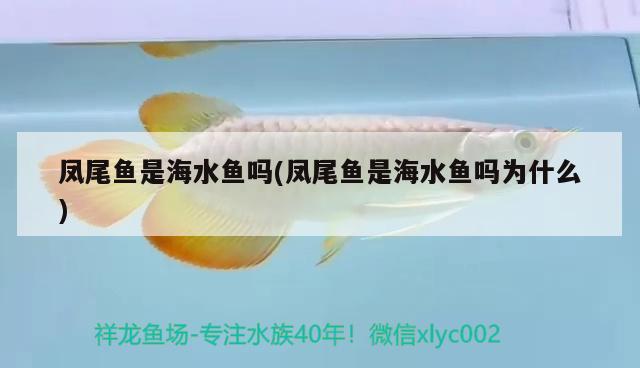 鳳尾魚(yú)是海水魚(yú)嗎(鳳尾魚(yú)是海水魚(yú)嗎為什么)