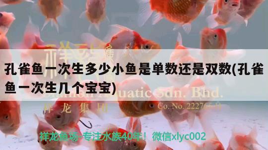 孔雀魚一次生多少小魚是單數還是雙數(孔雀魚一次生幾個寶寶) 觀賞魚