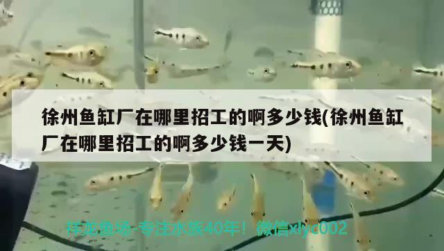 徐州魚缸廠在哪里招工的啊多少錢(徐州魚缸廠在哪里招工的啊多少錢一天) 觀賞蝦蟹等飼料