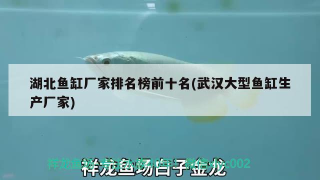 湖北魚缸廠家排名榜前十名(武漢大型魚缸生產(chǎn)廠家) 龍鳳鯉魚