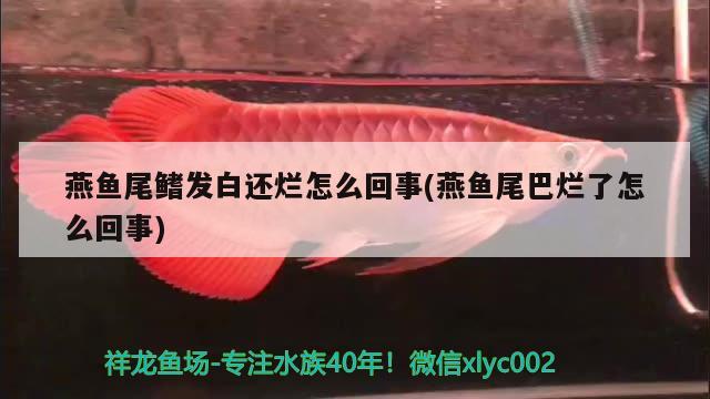 燕魚尾鰭發(fā)白還爛怎么回事(燕魚尾巴爛了怎么回事) 觀賞魚