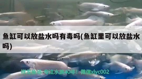 魚缸可以放鹽水嗎有毒嗎(魚缸里可以放鹽水嗎) 蝴蝶鯉 第2張