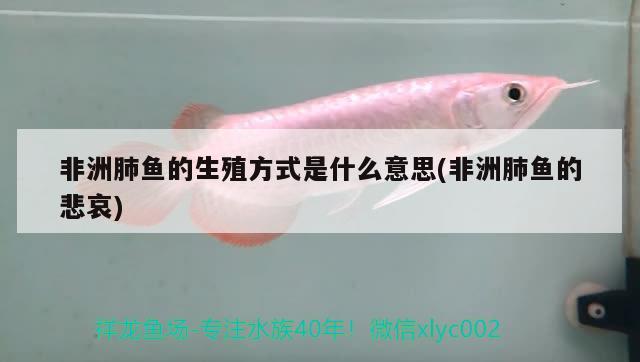 非洲肺魚的生殖方式是什么意思(非洲肺魚的悲哀) 肺魚