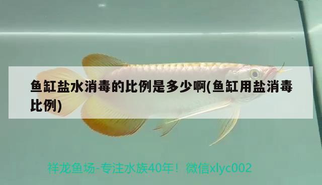 魚缸鹽水消毒的比例是多少啊(魚缸用鹽消毒比例) 蝴蝶鯉