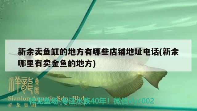 新余賣魚缸的地方有哪些店鋪地址電話(新余哪里有賣金魚的地方) 赤荔鳳冠魚 第1張