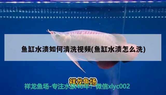 魚缸水漬如何清洗視頻(魚缸水漬怎么洗) 短身紅龍魚