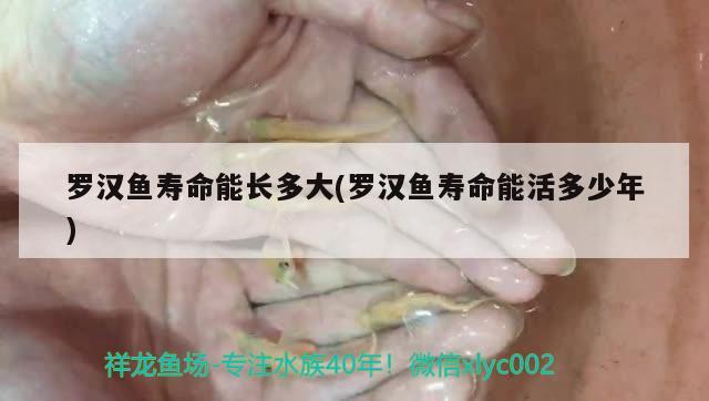 羅漢魚壽命能長多大(羅漢魚壽命能活多少年)