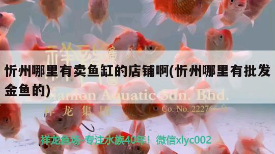 忻州哪里有賣魚缸的店鋪啊(忻州哪里有批發(fā)金魚的) 可麗愛魚缸