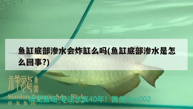 魚缸底部滲水會(huì)炸缸么嗎(魚缸底部滲水是怎么回事?)