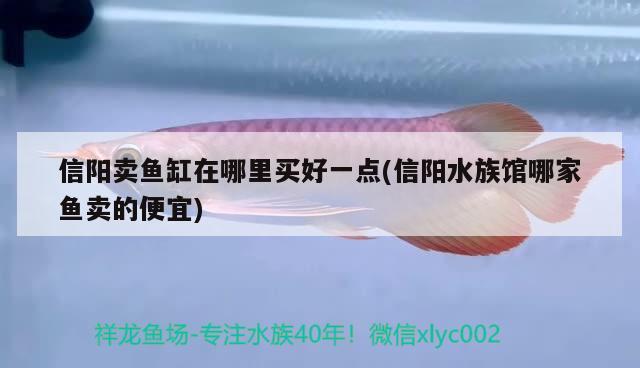 信陽賣魚缸在哪里買好一點(信陽水族館哪家魚賣的便宜) 養(yǎng)魚知識