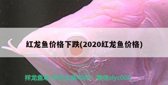 紅龍魚價格下跌(2020紅龍魚價格) 觀賞魚