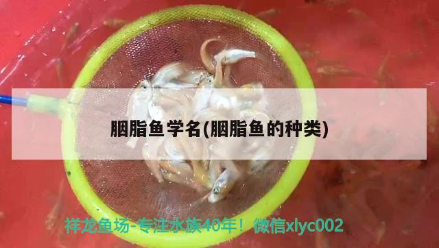 胭脂魚(yú)學(xué)名(胭脂魚(yú)的種類(lèi)) 觀賞魚(yú)