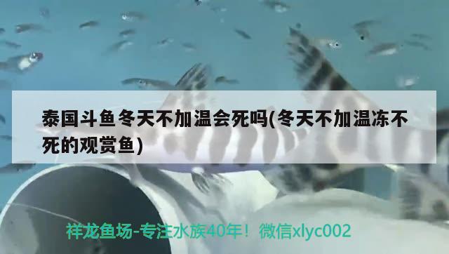 泰國(guó)斗魚(yú)冬天不加溫會(huì)死嗎(冬天不加溫凍不死的觀賞魚(yú)) 泰國(guó)斗魚(yú)