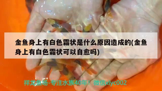 金魚身上有白色霜狀是什么原因造成的(金魚身上有白色霜狀可以自愈嗎) 觀賞魚