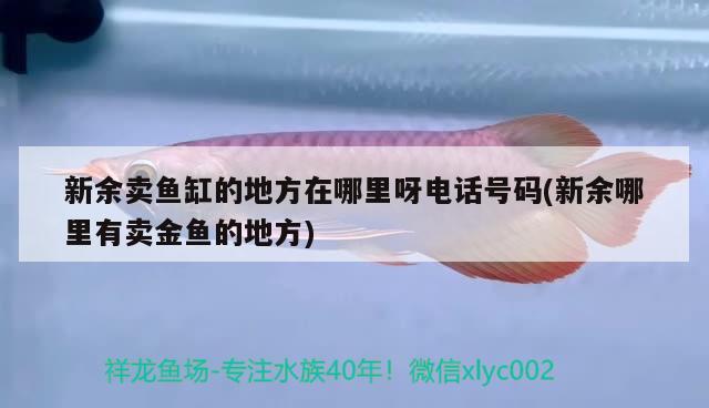 新余賣魚缸的地方在哪里呀電話號碼(新余哪里有賣金魚的地方) 藍底過背金龍魚