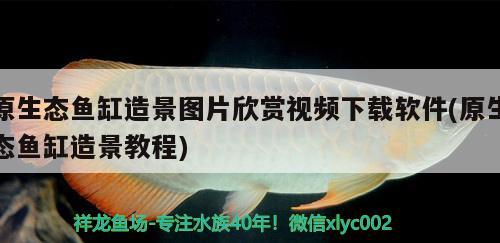 原生態(tài)魚缸造景圖片欣賞視頻下載軟件(原生態(tài)魚缸造景教程) 廣州祥龍國際水族貿(mào)易