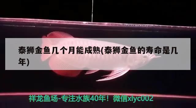 泰獅金魚(yú)幾個(gè)月能成熟(泰獅金魚(yú)的壽命是幾年) 觀賞魚(yú)