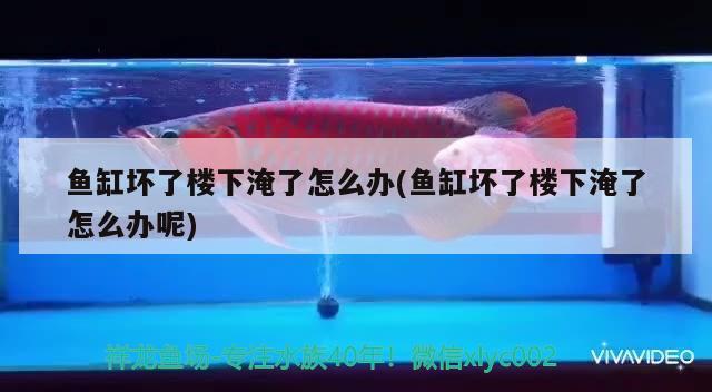 魚缸壞了樓下淹了怎么辦(魚缸壞了樓下淹了怎么辦呢)