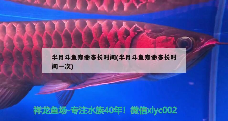 半月斗魚(yú)壽命多長(zhǎng)時(shí)間(半月斗魚(yú)壽命多長(zhǎng)時(shí)間一次)