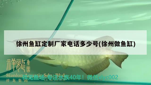 徐州魚缸定制廠家電話多少號(hào)(徐州做魚缸) 申古銀版魚