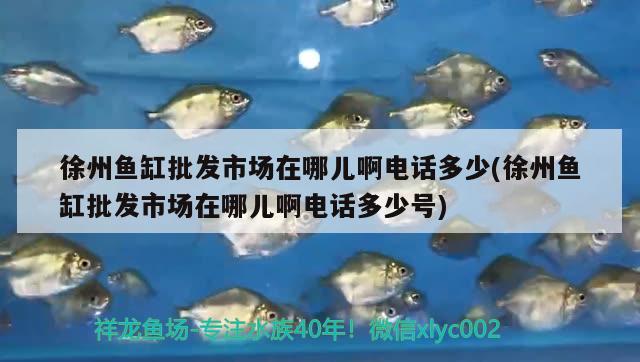 徐州魚(yú)缸批發(fā)市場(chǎng)在哪兒啊電話多少(徐州魚(yú)缸批發(fā)市場(chǎng)在哪兒啊電話多少號(hào)) 斑馬鴨嘴魚(yú)