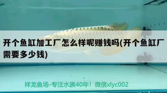 開個(gè)魚缸加工廠怎么樣呢賺錢嗎(開個(gè)魚缸廠需要多少錢)